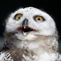 Snowowl