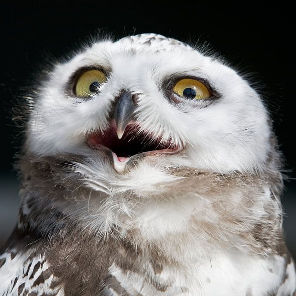 Snowowl van Arie Storm
