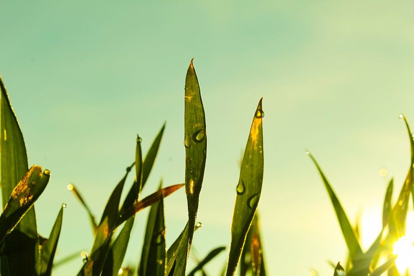 Nat Gras in de morgen van Raf Eussen