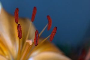 Close up flower seeds by Memories for life Fotografie