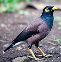 De Commonmyna, een tropische vogelsoort op Reunion