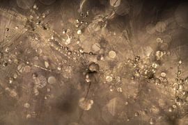 Gouttes sur peluche de pissenlit aux couleurs dorées sur Nanda Bussers