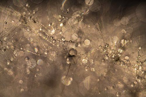 Druppels op Paardenbloempluisjes in Gouden Kleuren