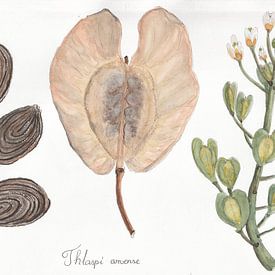 Weiße Krodde von Irina Rammos