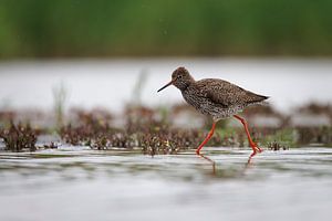 Zwarte ruiter