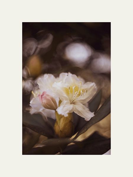 Vintage-Look der Blumen. von @Unique