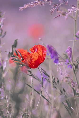 Des coquelicots dans un champ de fleurs