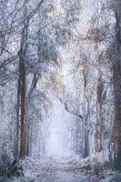 Winter wonderland