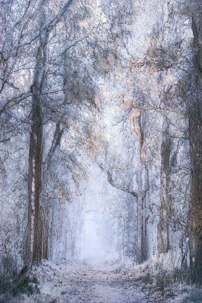 Winterwunderland von Astrid Broer
