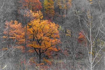 Autumn colours by Josine Claasen