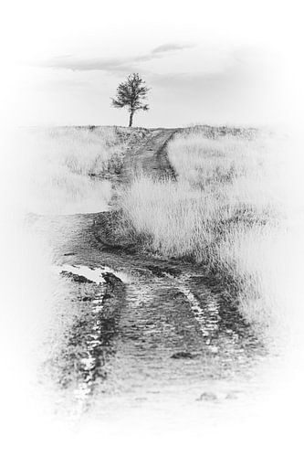 Posbank Veluwe sur Nanouk el Gamal - Wijchers (Photonook)