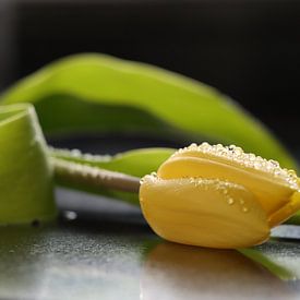 Gele tulp met waterdruppels van Audrey Nijhof