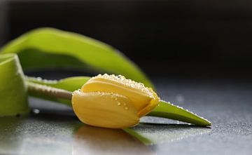 Gelbe Tulpe mit Wassertropfen von Audrey Nijhof