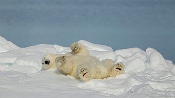 Ours polaire en relaxation sur Joan Gil Raga