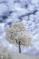 The tree in infrared