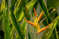 Heliconia yellow orange flower between green leaves