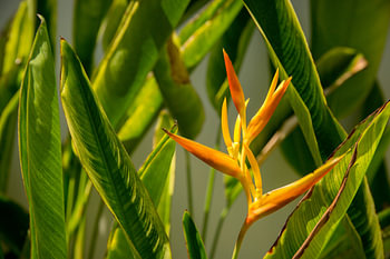 Heliconia yellow orange flower between green leaves