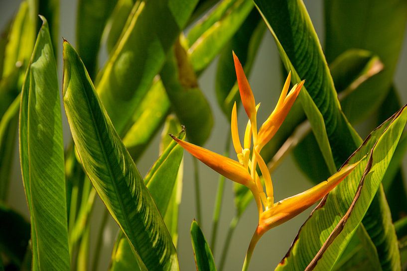 Heliconia yellow orange flower between green leaves by Esther esbes - kleurrijke reisfotografie