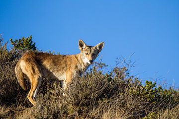 Coyote (Canis latrans) van Dirk Rüter