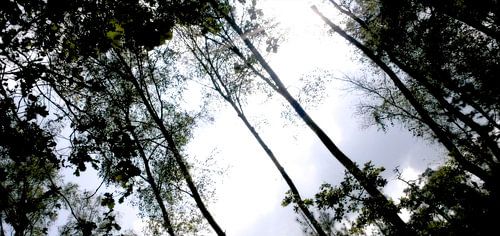 De Veluwe met al haar pracht