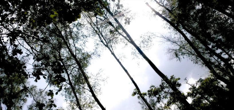 De Veluwe met al haar pracht by Reinder Weidijk