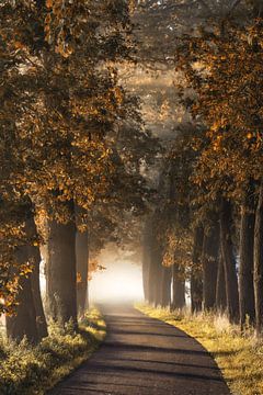 Alladins Lane van Lars van de Goor