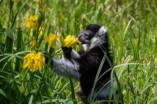 Refined Moment of the Belt Vari