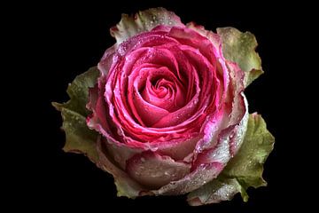 Zauberhafte Rose mit Wasserperlen von marlika art