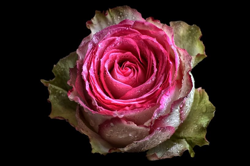Zauberhafte Rose mit Wasserperlen von Marlika Art
