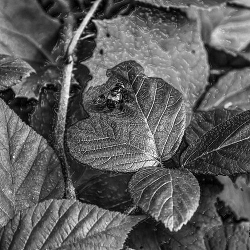 Digital Art Medium Bloemen Planten Zwart-Wit