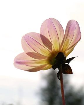 roze bloem met tegenlicht van Liefs van Lianne