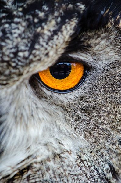 Majestic Owl by Hello Pompoyo
