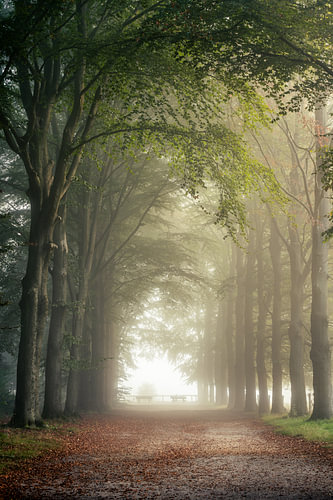 Foggy Fairy Tale