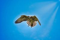 Bird of prey in the air
