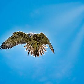 Roofvogel in de lucht van Simdwlf