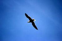 Meeuw in de lucht