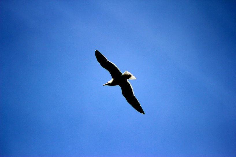 Meeuw in de lucht by Adeline Legrand