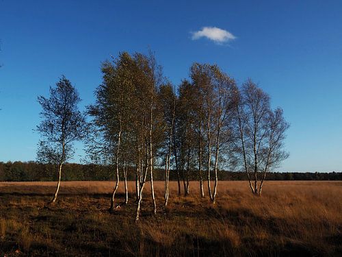Birch trees on the moor in the evening sun in Drenthe by Helene Ketzer