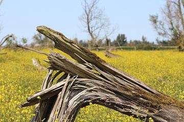 Gebroken boom. by Zoë Kuperus