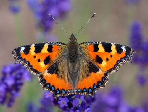 Kleine vos (Aglais urticae), vlinder in een lavendelveld