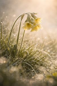 Frühlingsblumen im Morgentau 2- die Schlüsselsblume