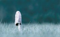 Kuifeenden ( Coprinus Camatus )