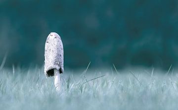 Kuifeenden ( Coprinus Camatus ) van Leny Silina Helmig