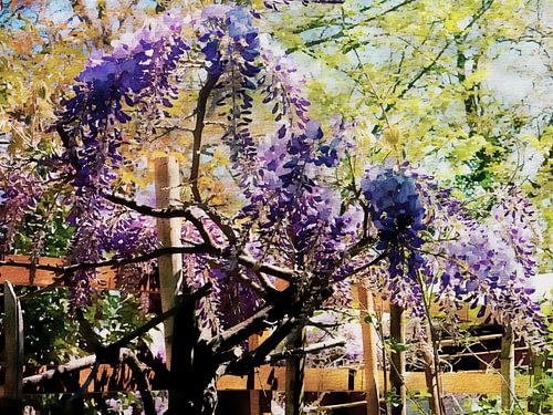 Wisteria en het hek