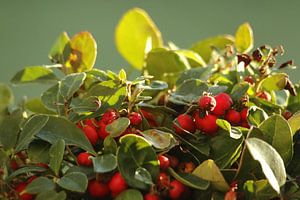 Gaultheria of Bergthee in het zonlicht