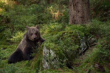 Beer / Europese bruine beer ( Ursus arctos ) in het bos, speels jong dier, Europa. van wunderbare Erde