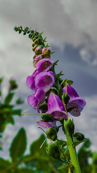 Gants de renard violets, Geldermalsen, Pays-Bas par Maarten Kost