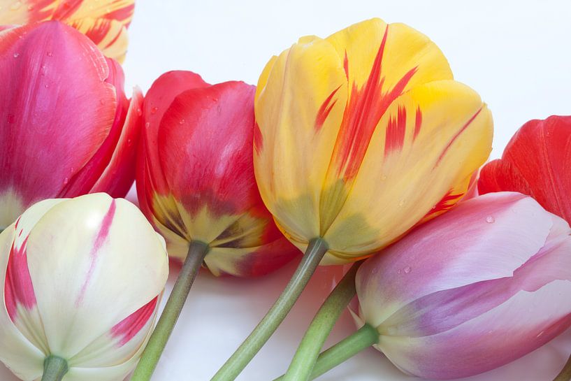 Colour on the table by Cora Koning