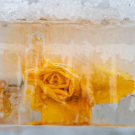 Yellow roses in the ice and under the snow by Peter Smeekens