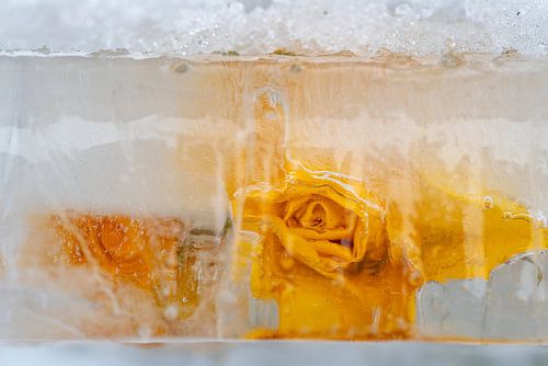 Yellow roses in the ice and under the snow